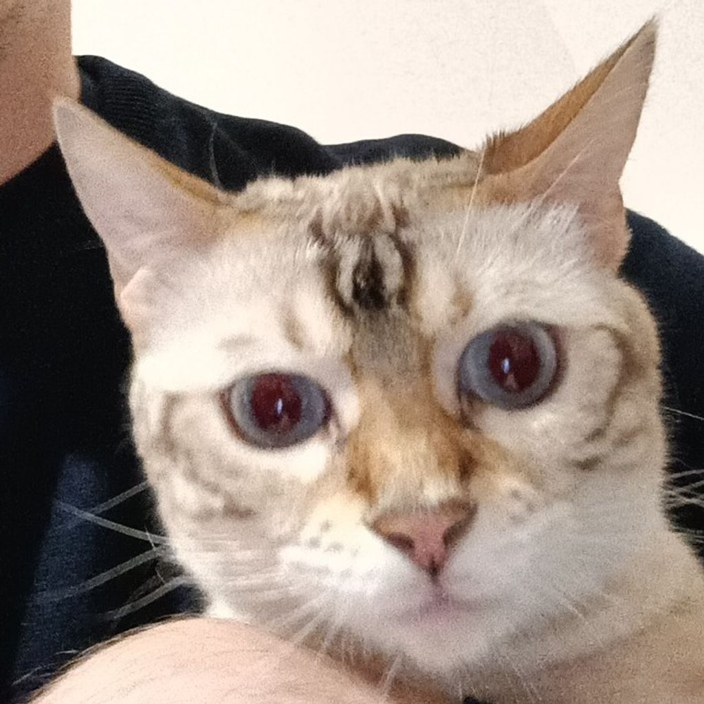 Для кота